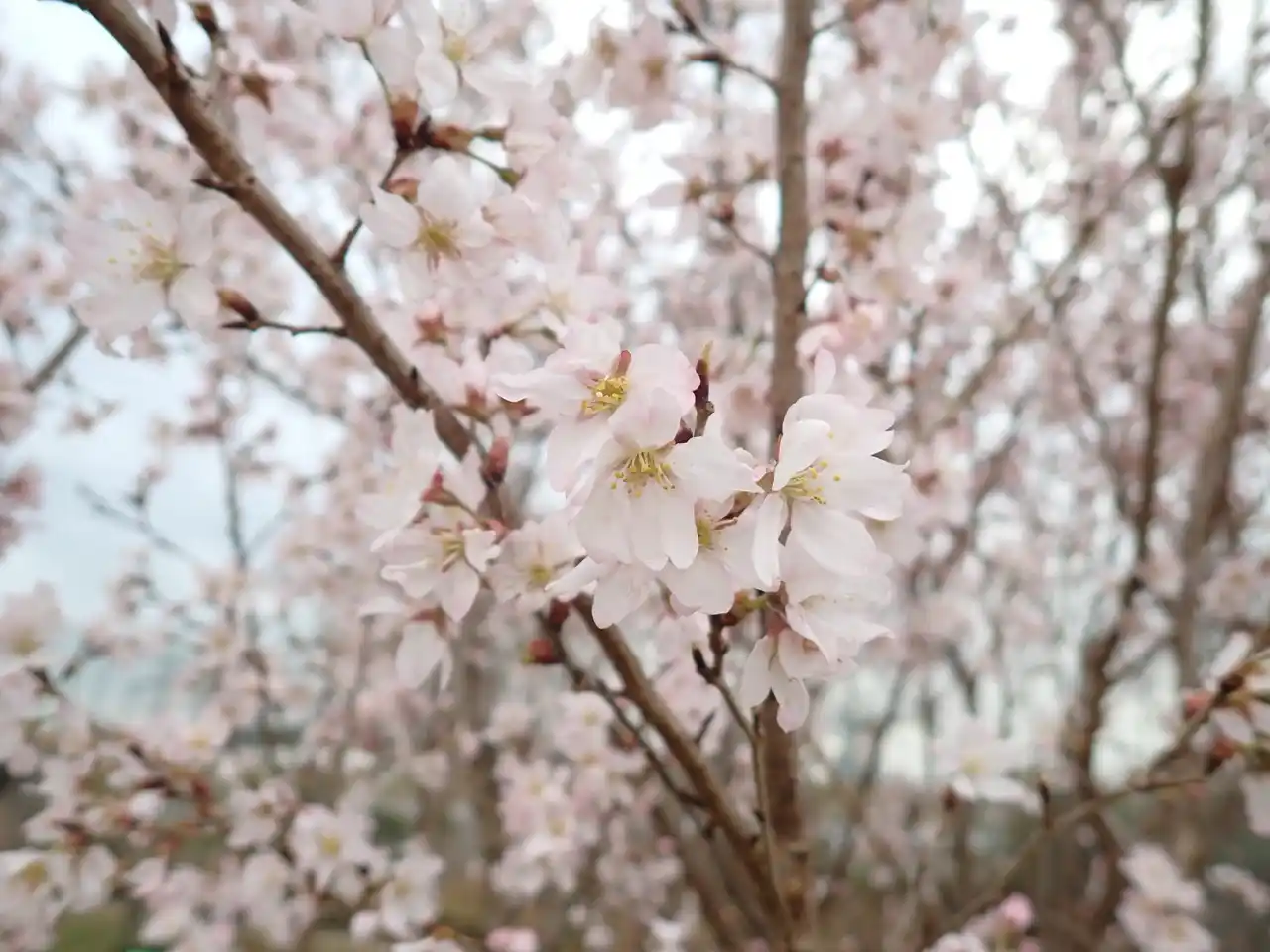 【川崎市】 川崎市内の花き生産者が新しく品種登録を受けたサクラ「吉兆」を本市に寄贈いただきました！
