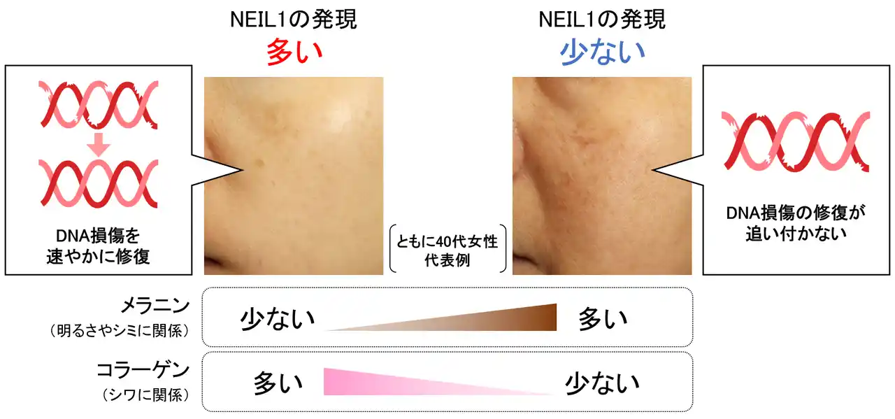 【日本メナード化粧品　総合研究所】 肌のメラニン、コラーゲンの量に影響を及ぼすDNA修復酵素を発見 ～美肌に重要なDNA修復酵素『NEIL1』～