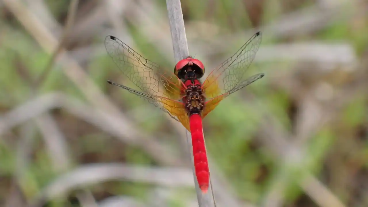 富山県小矢部市でネイチャーポジティブの実現を目指した生物多様性保全活動をスタート