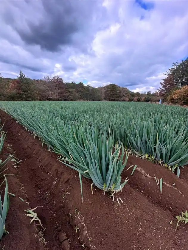 白竜伝説の里から生まれた新ブランド有機肥料メーカーが作る極太白ネギ「だいわねぎ白竜」2026年1月下旬より道の駅やJA産直で発売