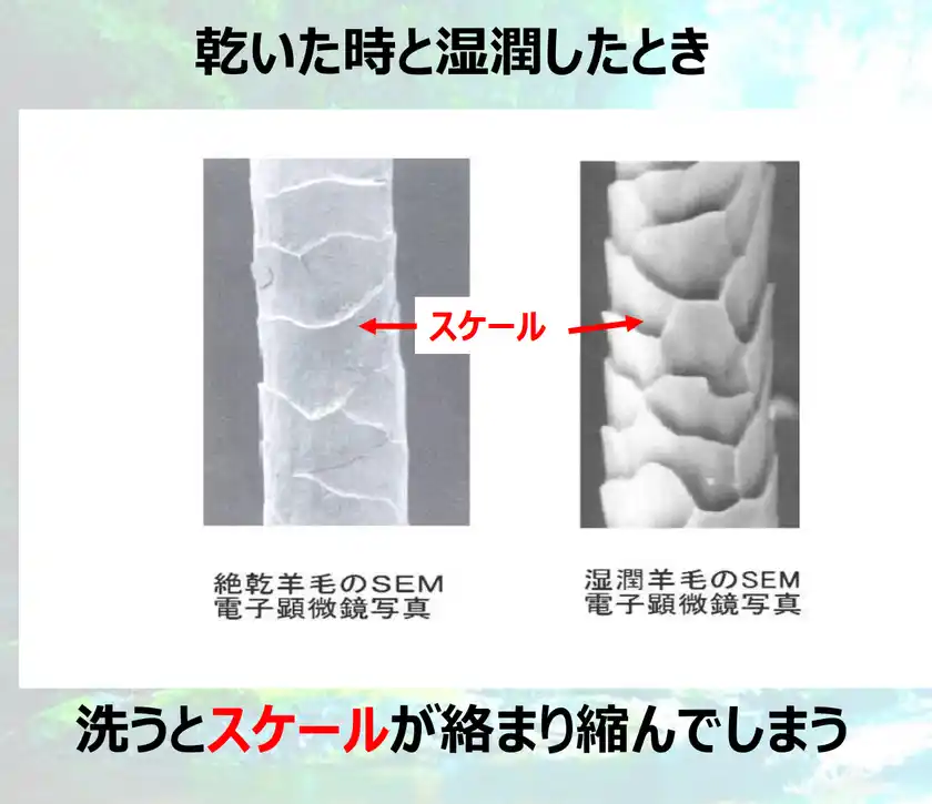 【羊毛が絡み合って縮まる要因】そこにはいききとしたスケールがあった