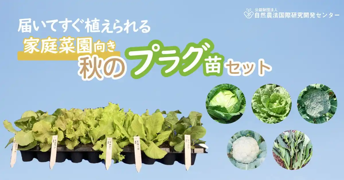 【公益財団法人 自然農法センター】 【販売中!!】家庭菜園向き「有機プラグ苗セット」　 秋のサラダ野菜・秋のアブラナ科野菜 （公益財団法人 自然農法センター）