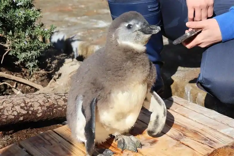 約10,000人が“もふもふ”の赤ちゃんを見て投票に参加！　来場者の想いが込められた3,133票を獲得し、ケープペンギンの赤ちゃんの愛称は「まろん」に決定！！