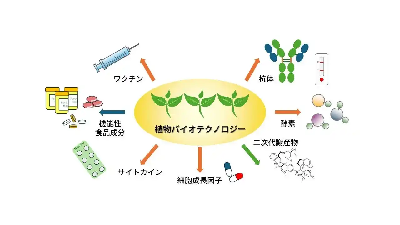 【NEDO】 植物を用いた有用タンパク質生産のための研究開発拠点を設置しました