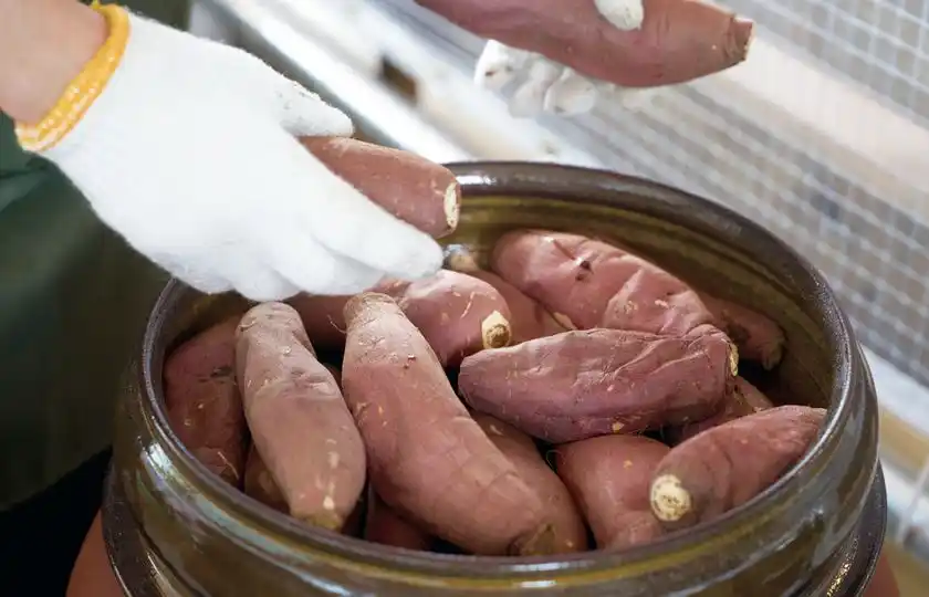 紅白さつまいもの食べ比べ