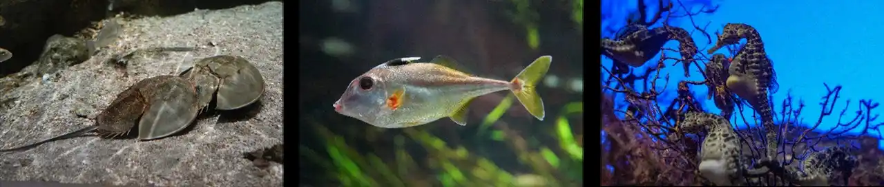 【グランビスタ ホテル＆リゾート】 【神戸須磨シーワールド】笑顔が“ウマ”れる 新春スマシー2026