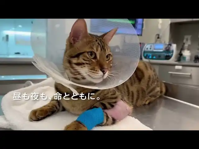 【アニコムグループ】 『JARVISどうぶつ医療センターTokyo』、11月1日より夜間救急を開始