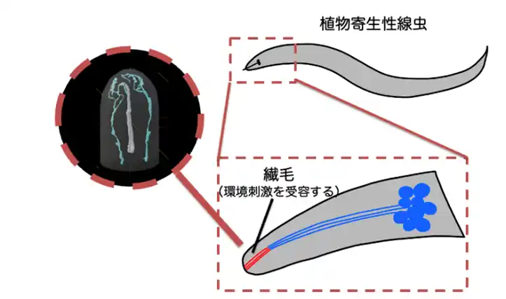 【学校法人明治大学】 植物寄生性線虫が持つユニークな感覚ニューロンの微細構造と進化的起源を明らかに
