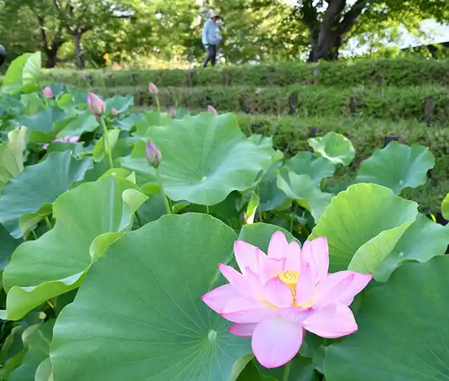 【高槻市】 早朝に咲く大輪 高槻市の新川でハスが今年も開花