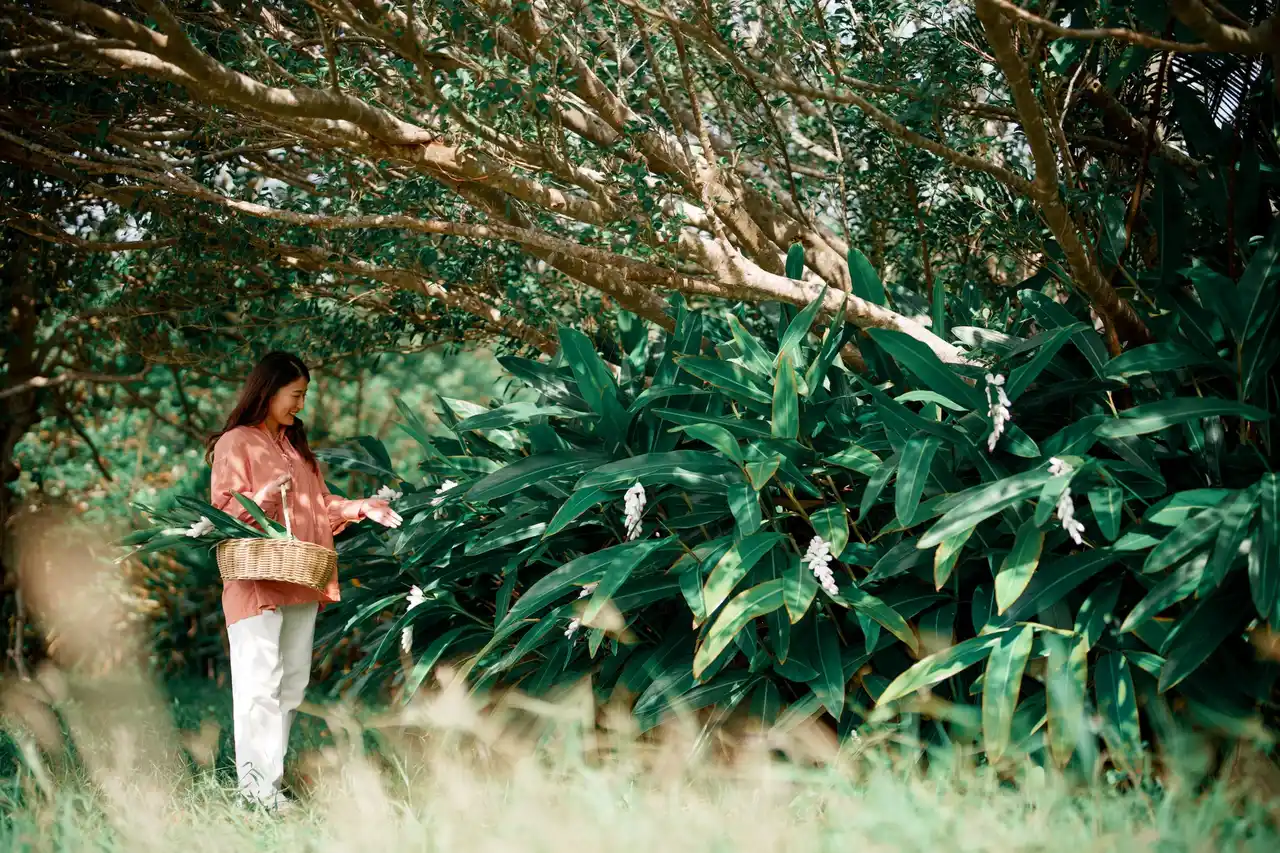 【西表島ホテル】春に可憐な花を咲かせる月桃の香りに包まれ、心安らぐリゾートステイを楽しむ「心ほどける月桃滞在プラン」販売
