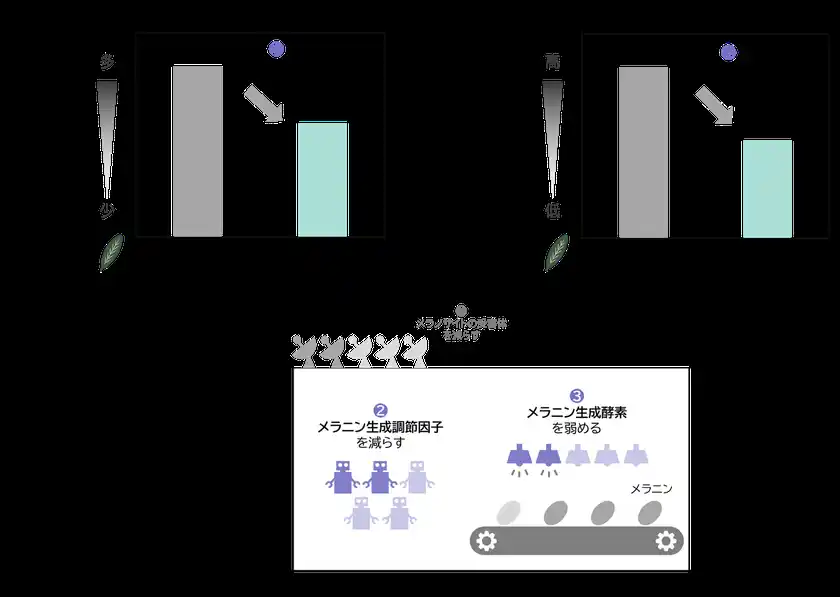 (図.2)メラニン生成調節因子の量/(図.3)メラニン生成酵素の活性