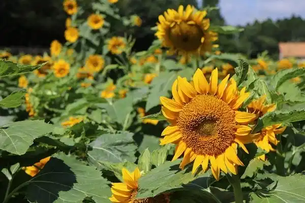 【こもれび森のイバライド】夏の「ひまわり」1万5千本が見頃を迎えます