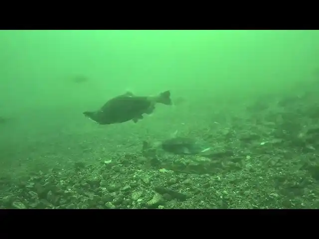 【山梨県】 世界初！西湖にしか生息していない「奇跡の魚（うお）クニマス」の自然環境での産卵行動の撮影に成功！