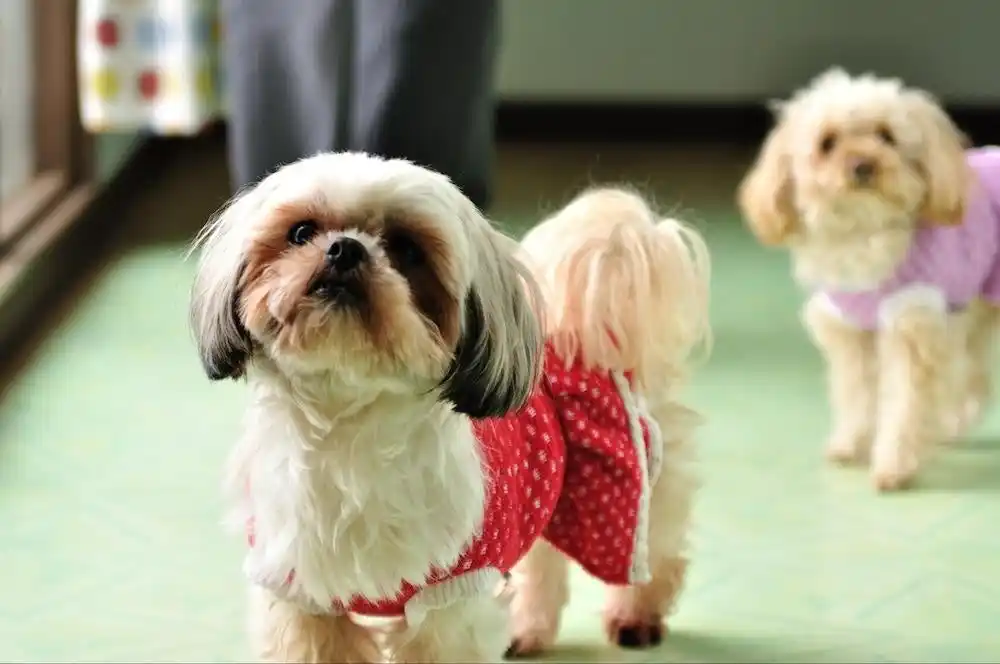 【株式会社ゆずず】 室内犬をお迎えする時に大変なこととは？実際の意見を飼い主200人にアンケート調査！