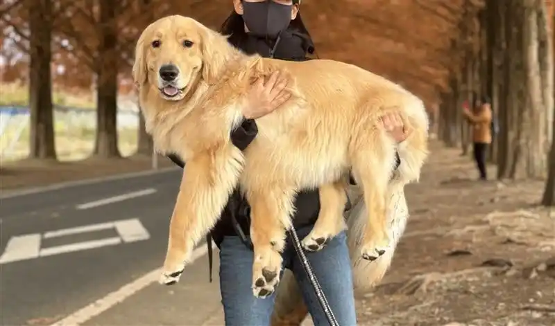 【株式会社カインズ】 育犬ノイローゼをともに乗り越えた家族と愛犬のストーリーを公開