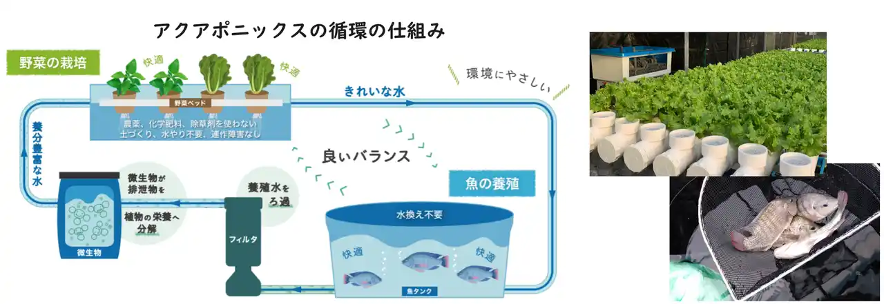 【大東建託】 ガスパル、循環型農業「アクアポニックス」事業参入を決定