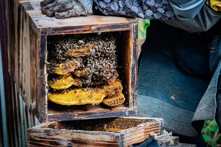 幻のニホンミツバチ 冬の養蜂体験