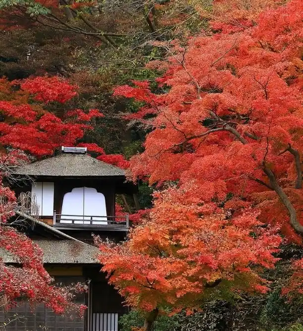 横浜・三溪園　紅葉の遊歩道開放～古建築と紅葉が織りなす絶景～
