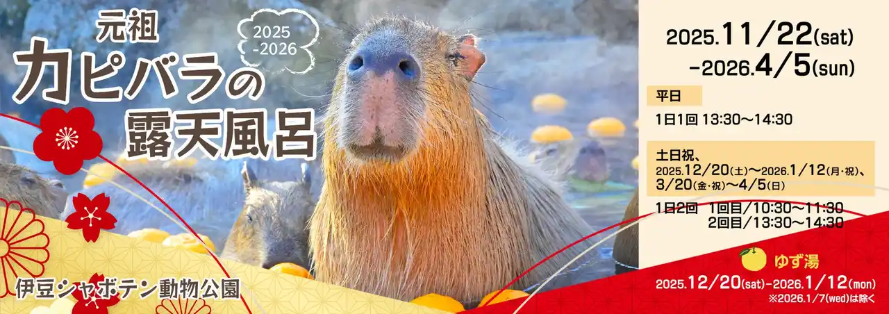 伊豆シャボテン動物公園で、43周年の“伊豆の冬の風物詩”「元祖カピバラの露天風呂」を2025年11月22日（土）から開催！癒しのイベント盛りだくさん♪