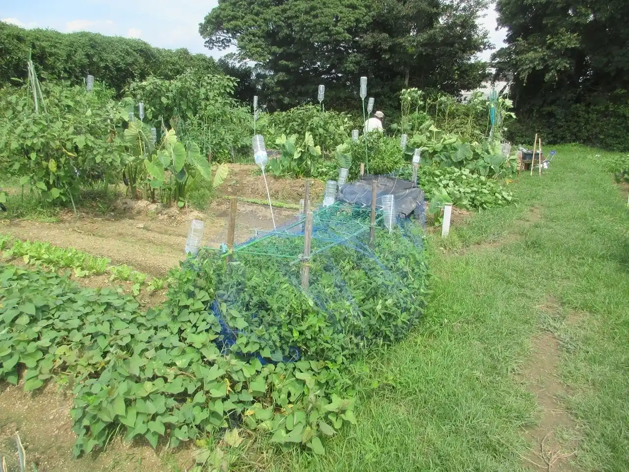 「好きな野菜を作って収穫してみたい」が叶う！豊橋市で市民ふれあい農園を貸し出し