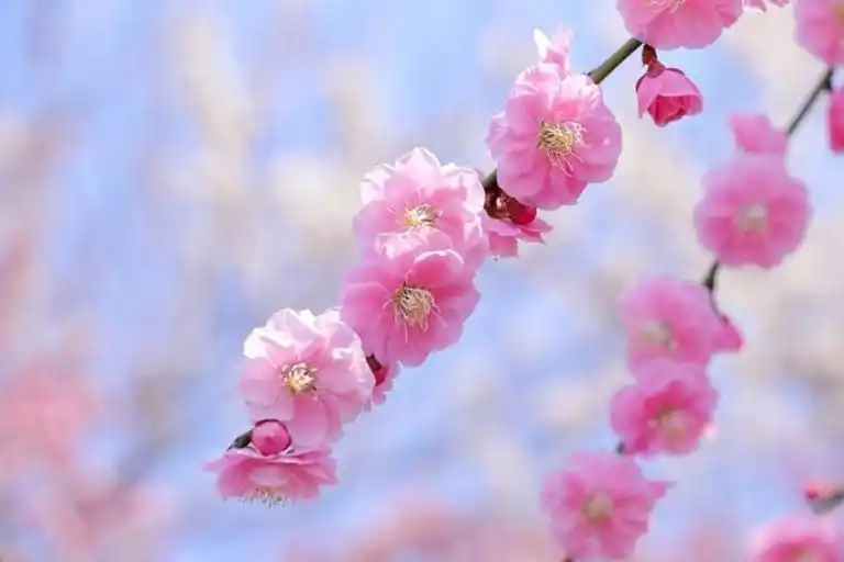 【株式会社ナビット】 季節の風物詩、梅の花についての大調査【1000人アンケート】