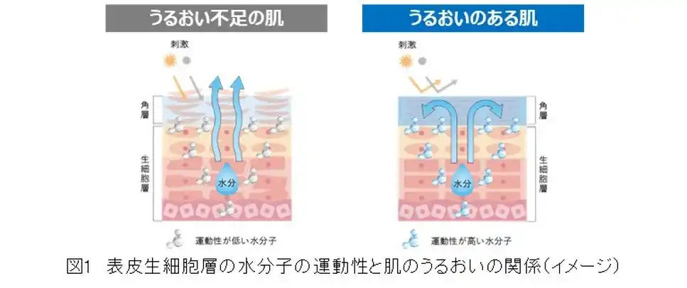 【株式会社イプサ】 イプサ、表皮生細胞層の水分子の運動性と肌のうるおいの関係を新たに発見 ～肌の水研究が新たなステージへ～