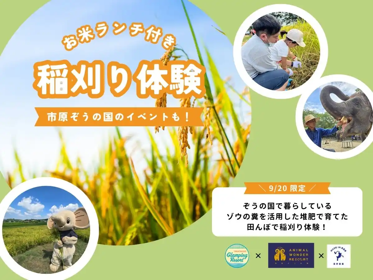 【株式会社 HAMIRU】 ぞうさんの堆肥で育てたお米の稲刈り体験!開催決定!市原ぞうの国 × 星野農園 × 高滝湖グランピングリゾート