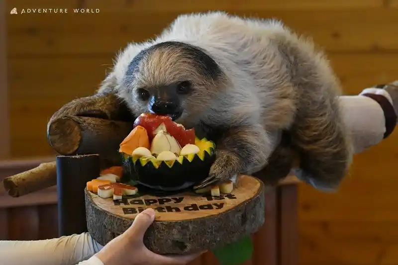 【アドベンチャーワールド】 ８月２８日はフタユビナマケモノのこどもの１歳誕生日！飼育スタッフ特製ケーキを自作の木製プレートにのせてプレゼントしました★