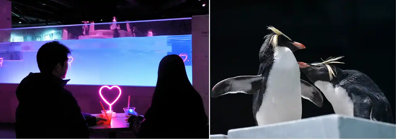 【AOAO SAPPORO】ペンギンたちが愛を伝え合う、ハートがあふれる「冬の、愛のすいぞくかん」はいよいよハイライト！バレンタイン・ホワイトデーにぴったりな特別チケット「スイートペアチケット」が新登場
