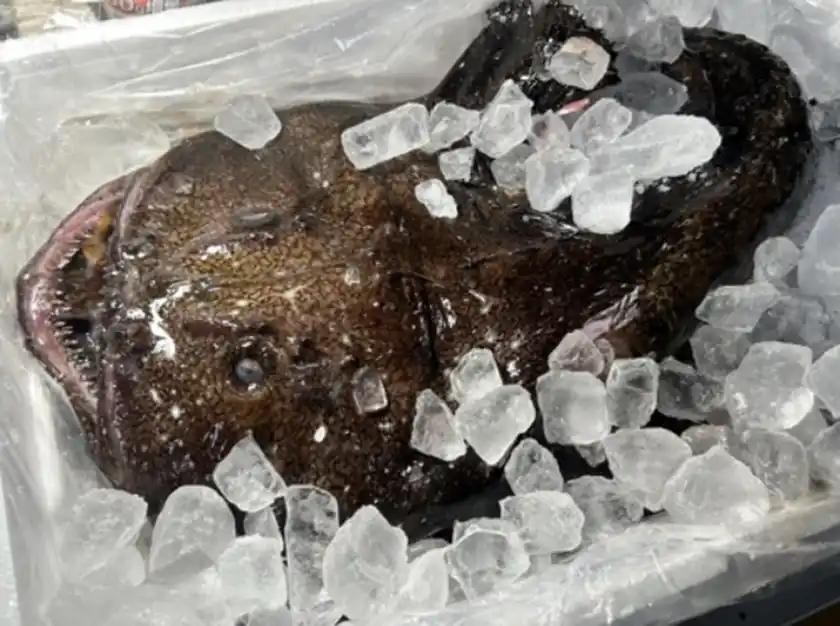 鮟鱇(あんこう)