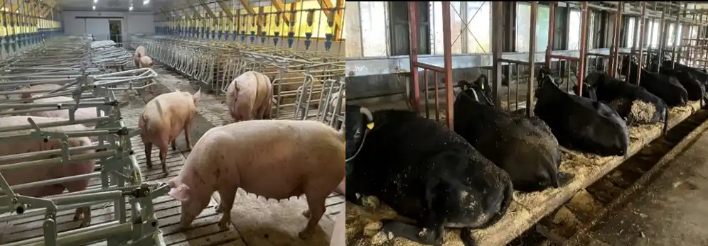 【綿半ホールディングス株式会社】 綿半が「一般社団法人日本食肉マイスター協会」を設立！食肉の歴史を作った男「神田 章」を代表理事へ