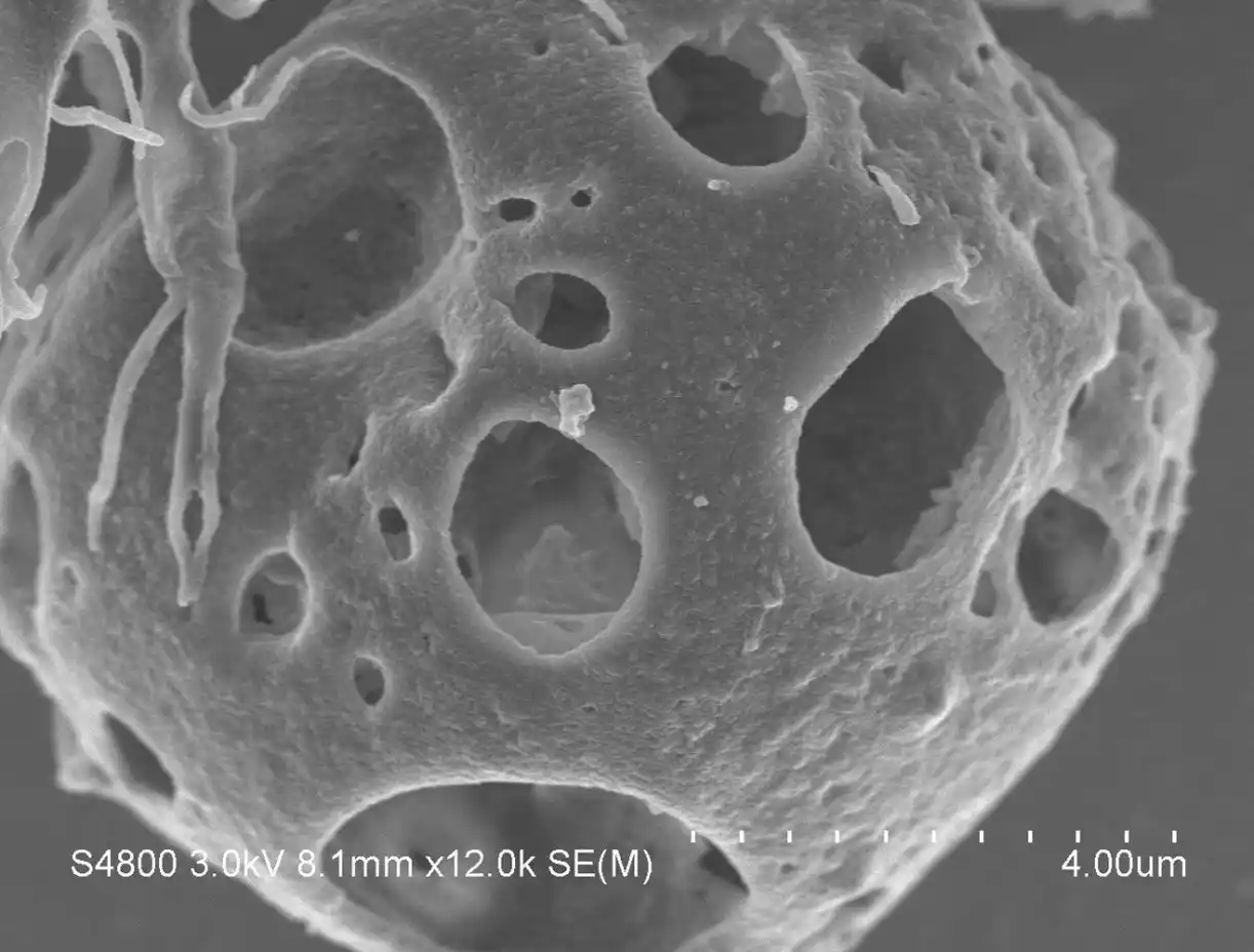 【学校法人 順天堂】 NK/T細胞リンパ腫の新たな治療法への道を拓く新規抗体「mAb ANAP」を開発
