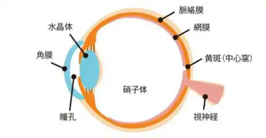 【株式会社ステムセル研究所】 さい帯間葉系細胞由来培養上清を用いた新たな眼疾患治療の開発に関する共同研究契約を締結