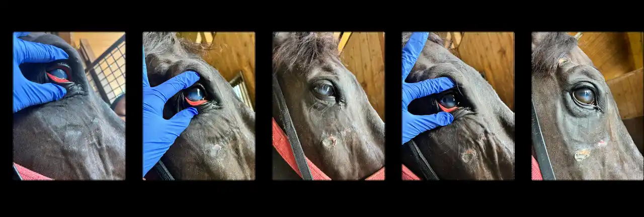 【パス株式会社】 【 アニマル・ウェルネス × 再生医療 】競走馬の日常的な「洗眼習慣」に組み込む非手術治療法