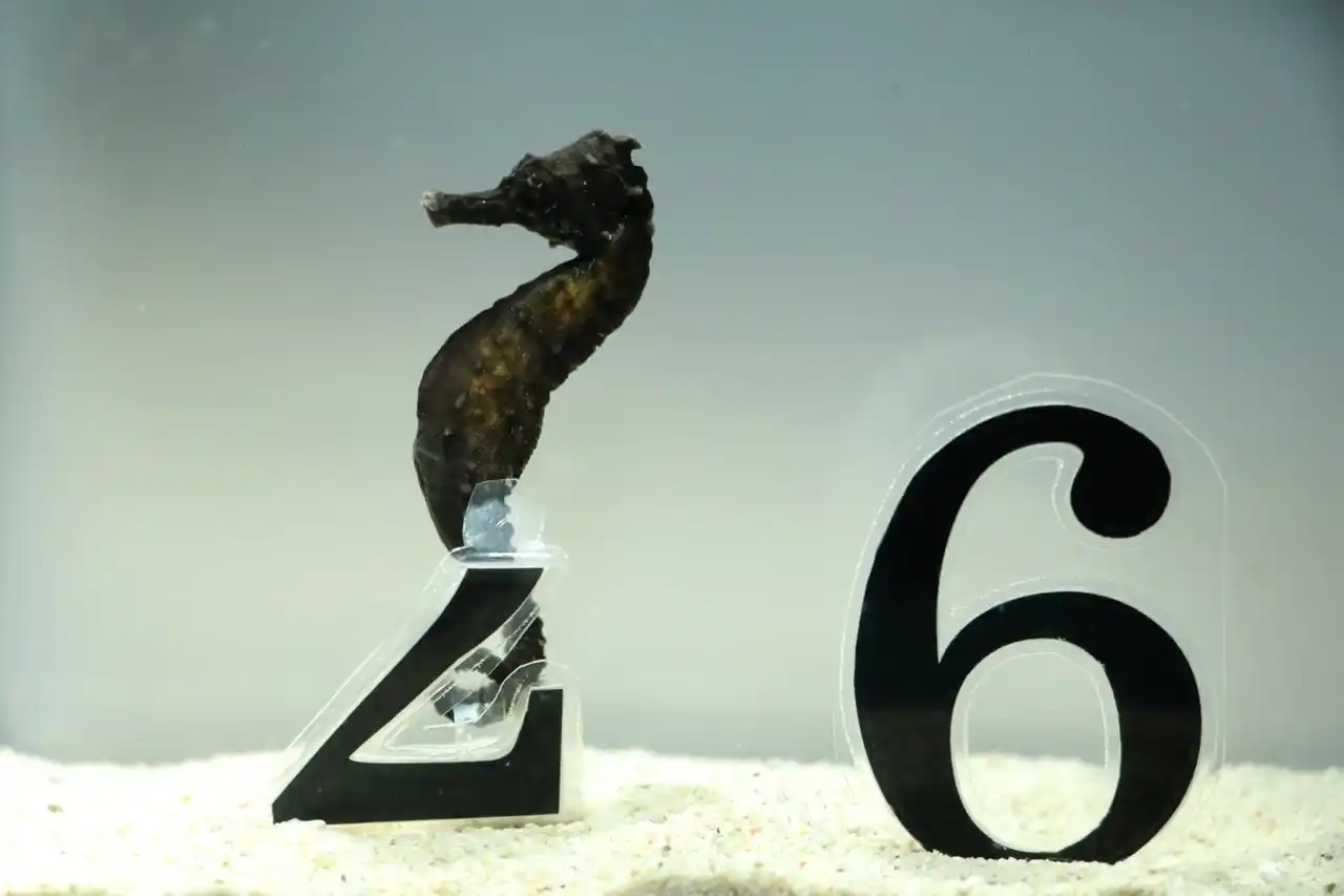 新春アクアワールド2026開催！アシカによる“書初めパフォーマンス”他、水族館の生きものたちと一緒に、新年の訪れをお祝いしよう！