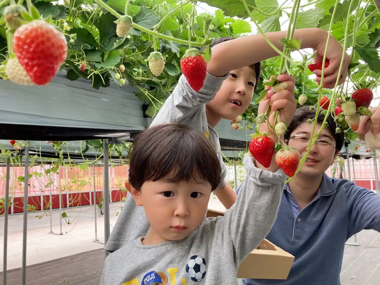 子供たちの味覚が鈍くなった？宮城県山元町で“味覚の目覚め”を体験！親子で楽しむ、こどもパティシエのいちごクリスマスケーキ作り～山元ヒルズファームにて12/13開催～
