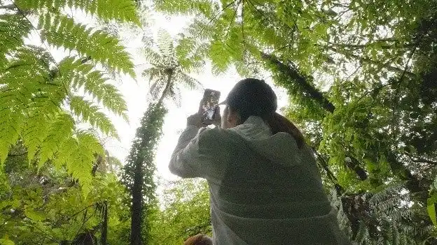 【沖縄観光コンベンションビューロー（OCVB）】 世界自然遺産登録5周年に向け奄美大島、徳之島、沖縄島北部、西表島のPR動画を公開(二次利用可)