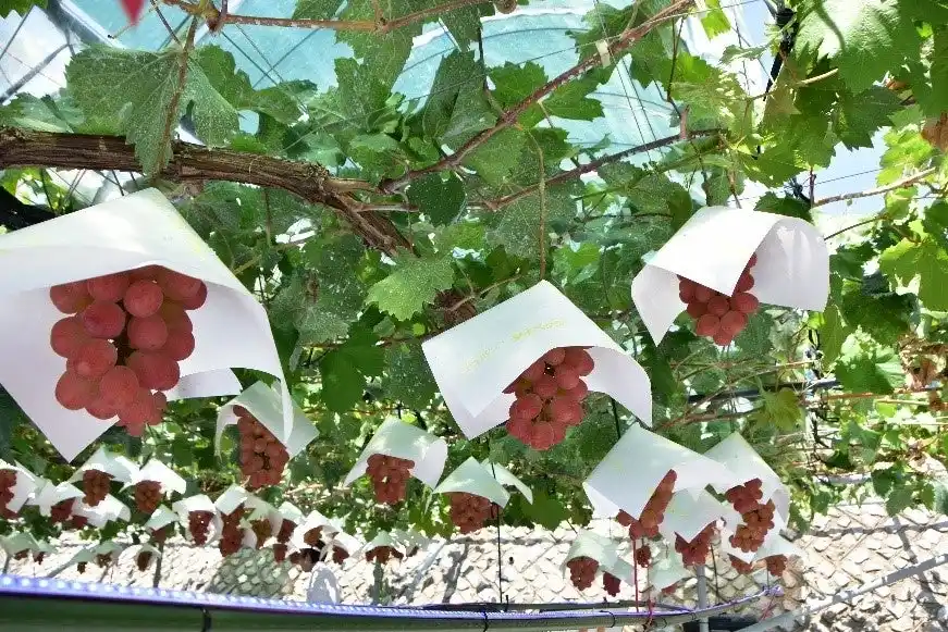 【山梨県】 世界初！山梨県、有機薄膜太陽電池を活用したブドウ栽培の実証試験を公開