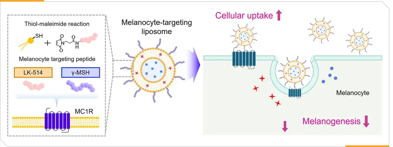 【株式会社The Founders JAPAN】 標的志向型リポソーム技術「MELA-LIPO 4(TM)」を開発 韓国成均館大学との共同研究で実現