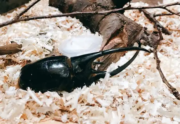 「昆虫」が「引きこもり」の背中を押す。会話不要の居場所「こもりっこ会」2/23(祝)開催！