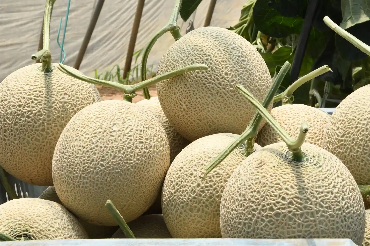【飛騨高山・岐阜県高山市】飛騨高山ブランド「飛騨メロン」の収穫が最盛期