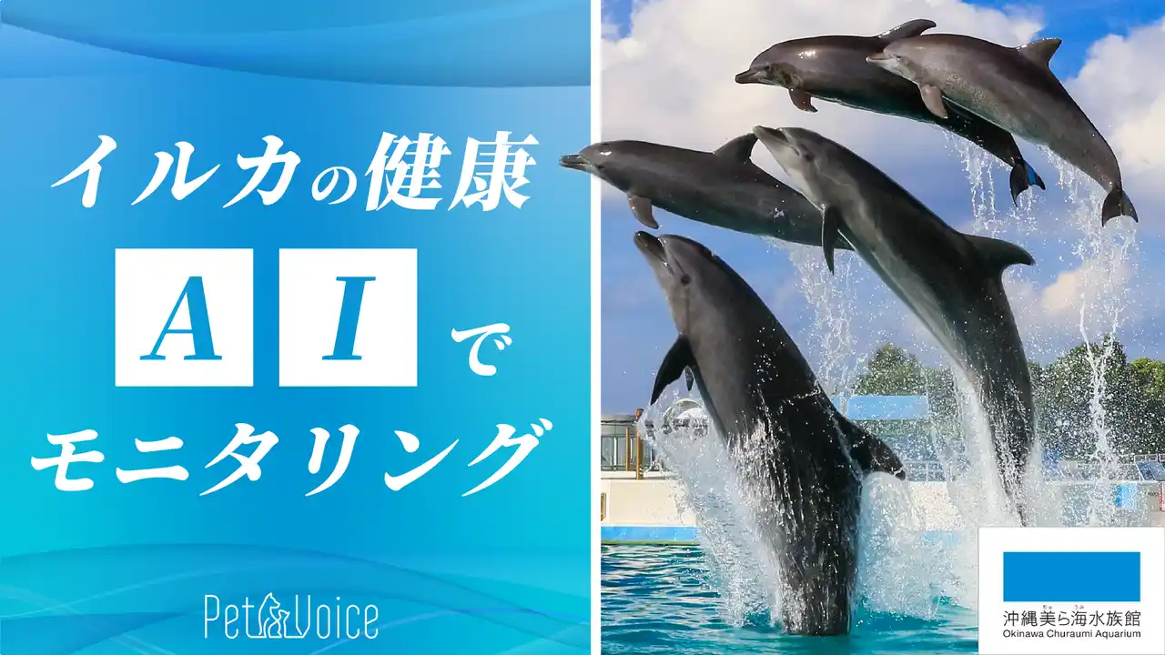 犬猫の首輪型健康管理デバイスを手がけるPetVoiceが「イルカの健康管理」へ挑戦！沖縄美ら海水族館と共同開発スタート