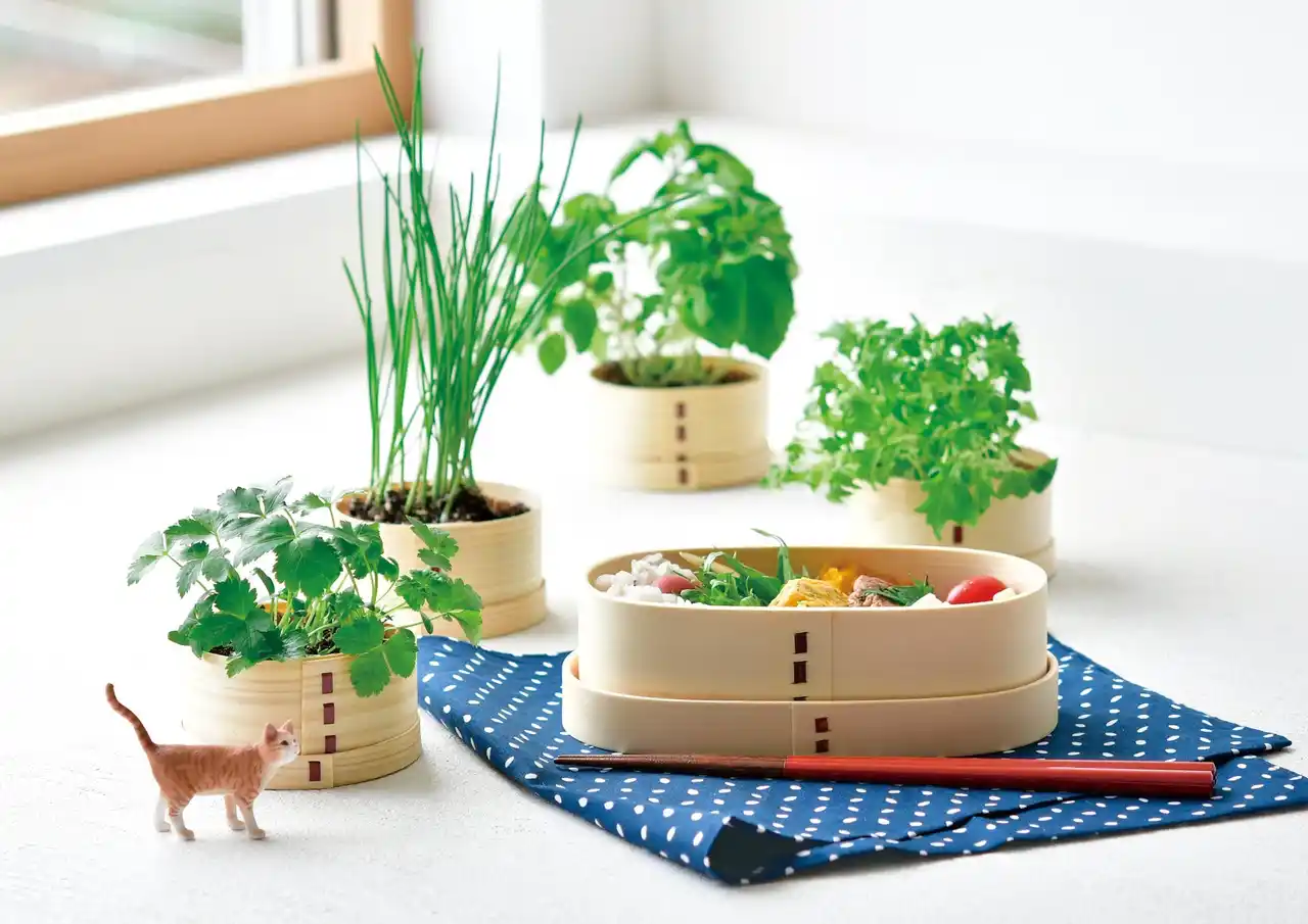 【聖新陶芸株式会社】 日本製の曲げわっぱで日本の薬味を育てよう。富士山と猫を描いた浮世絵風パッケージが可愛い栽培キットは、8月25日発売。栽培に必要なものが全てセット。