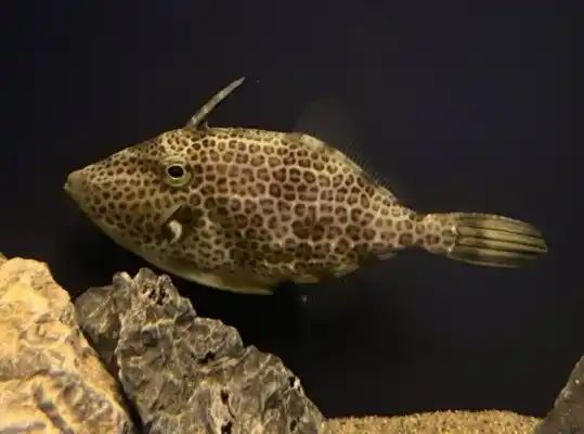 【スマートアクアリウム静岡】生きている姿はめったに見られない深海性カワハギの仲間「ゴイシウマヅラハギ」を展示します