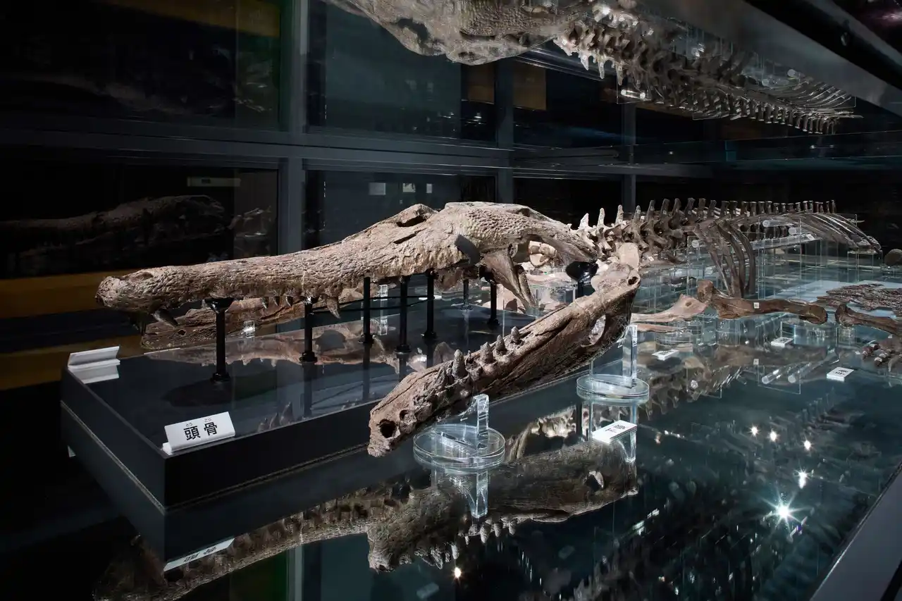 【豊中市】 祝・天然記念物！大阪大学×豊中市　“マチカネワニ”特別企画