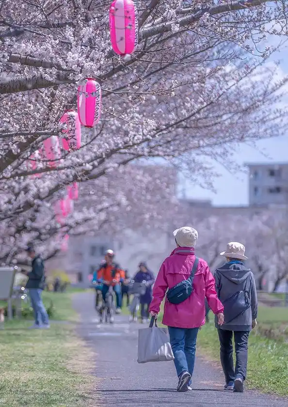 堤防沿いの桜並木