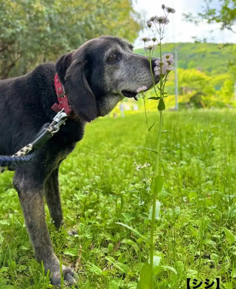 【認定NPO法人CAPIN】 日テレ「嗚呼!!みんなの動物園」4時間スペシャルにCAPINが出演決定！12月27日放送