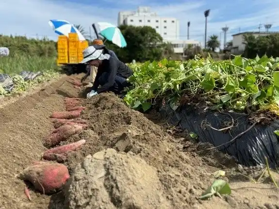 【鳴門市役所】 「おてつたび」×「JA里浦」×「鳴門市」　～「半農半X」推進シェアハウス事業～「なると金時編」スタート