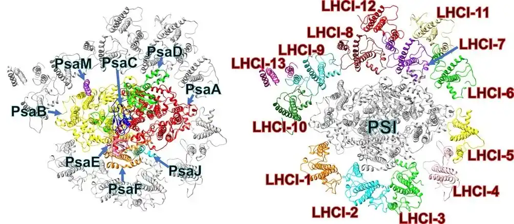 【国立大学法人　静岡大学】 緑色系統二次共生藻ユーグレナにおける非典型的光化学系I超複合体の立体構造を解明