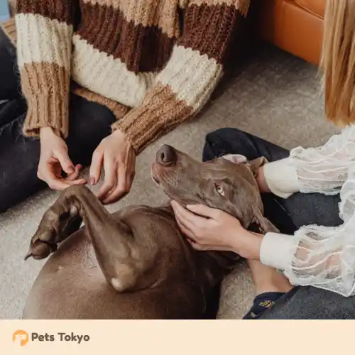 【Pets Tokyo調査】実はやりがち？獣医師が教える「ペットのお世話NG集」